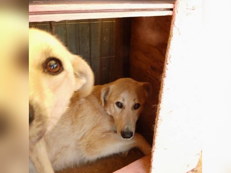 Kito sucht seine Familie