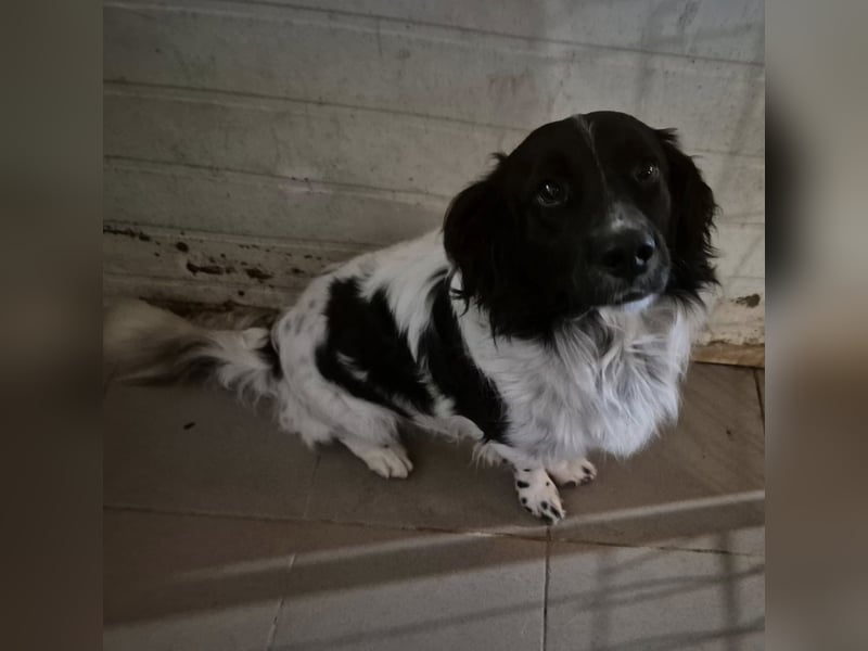 Rüde 117235 sucht sein neues Zuhause