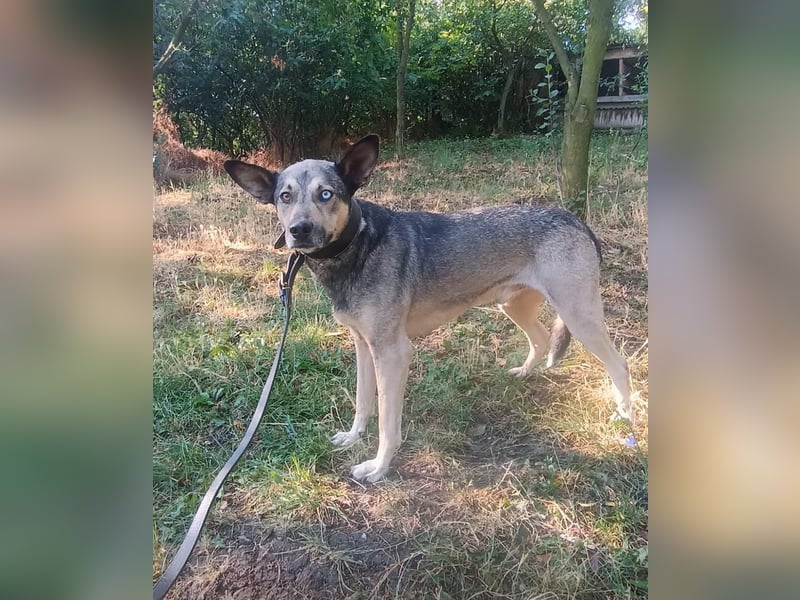 Nero Tierschutzhund sucht ein Zuhause