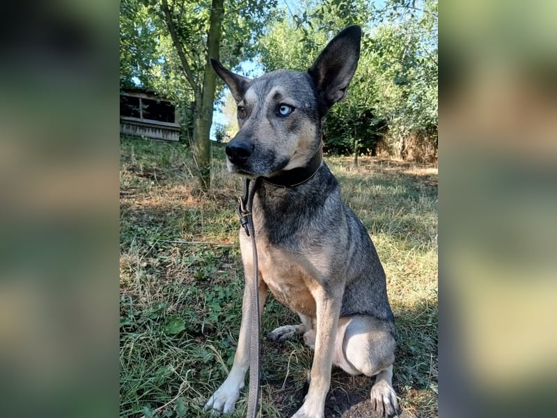 Nero Tierschutzhund sucht ein Zuhause
