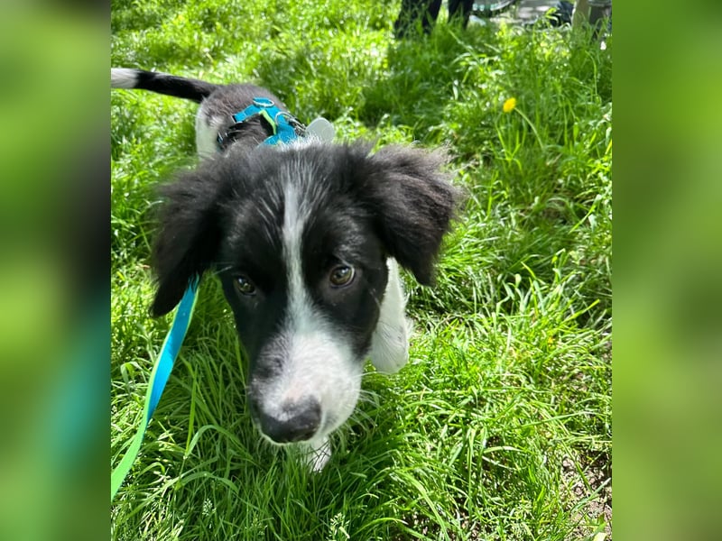 Loki – kleiner Abenteurer mit großem Herz sucht sein Für-Immer-Zuhause