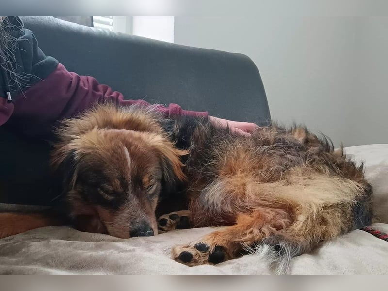 Napoleon auf Pflegestelle in 77776 Bad Rippoldsau