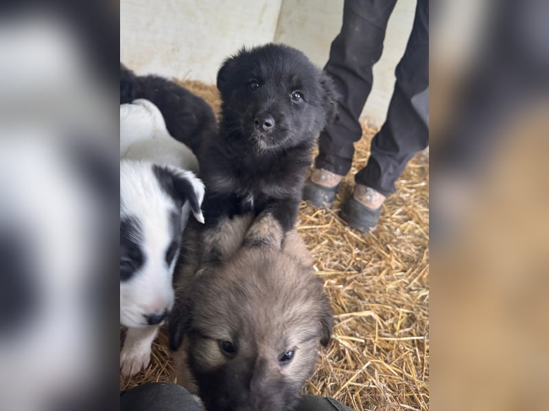 Boomer, aktuell 5 Monate alter Bub, Endgröße noch unbekannt.