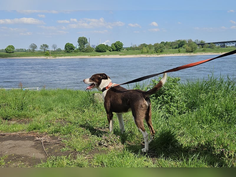 Cayo, 5 Jahre, sucht passenden Deckel