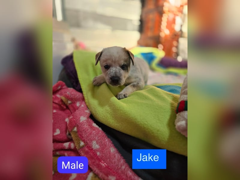 Jake, Rüde, aktuell 5 Monate, Größe noch nicht bekannt