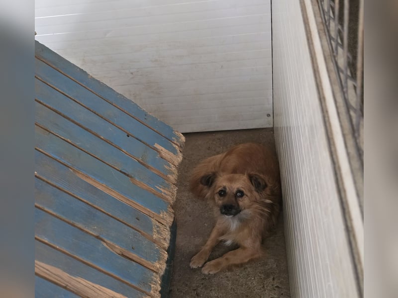 Sly, 3 ½ jähriger Bub, klein, schüchtern, sozial, interessiert