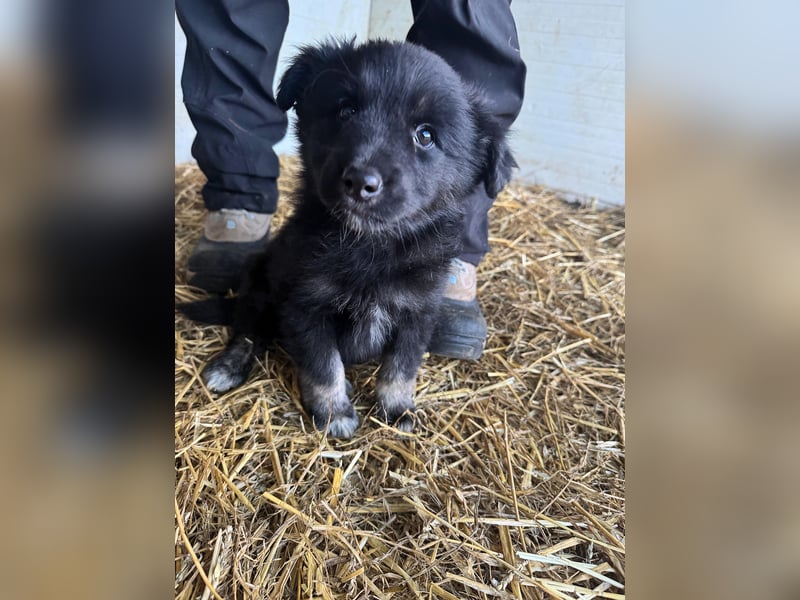 Boomer, aktuell 5 Monate alter Bub, Endgröße noch unbekannt.