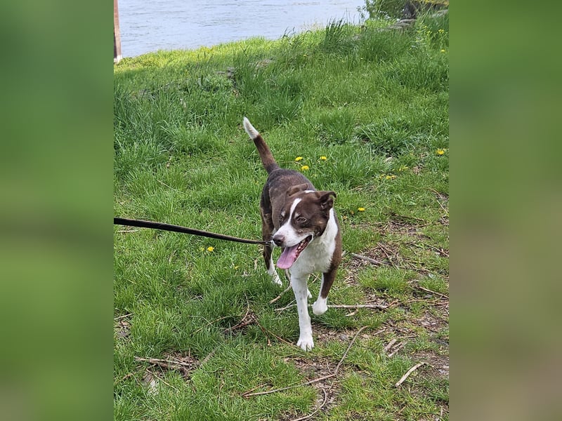 Cayo, 5 Jahre, sucht passenden Deckel