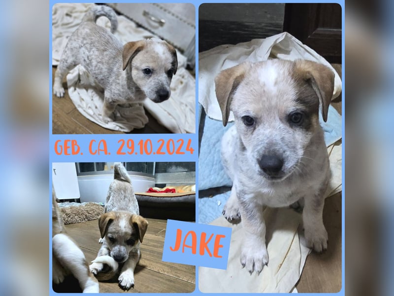 Jake, Rüde, aktuell 5 Monate, Größe noch nicht bekannt
