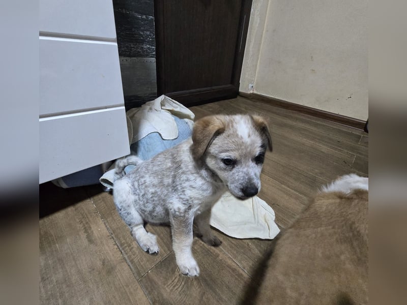 Jake, Rüde, aktuell 5 Monate, Größe noch nicht bekannt
