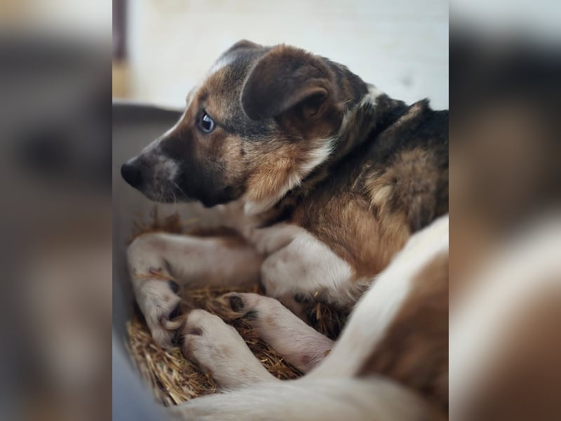 Steffen, Rüde, 4 Jahre , mittelgroß , ängstlich, fängt langsam an zu vertrauen, sozial, freundlich