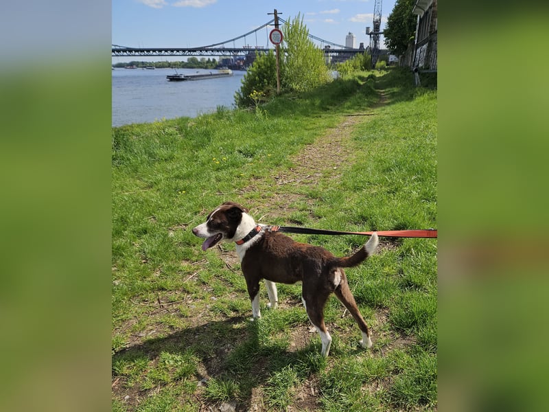 Cayo, 5 Jahre, sucht passenden Deckel