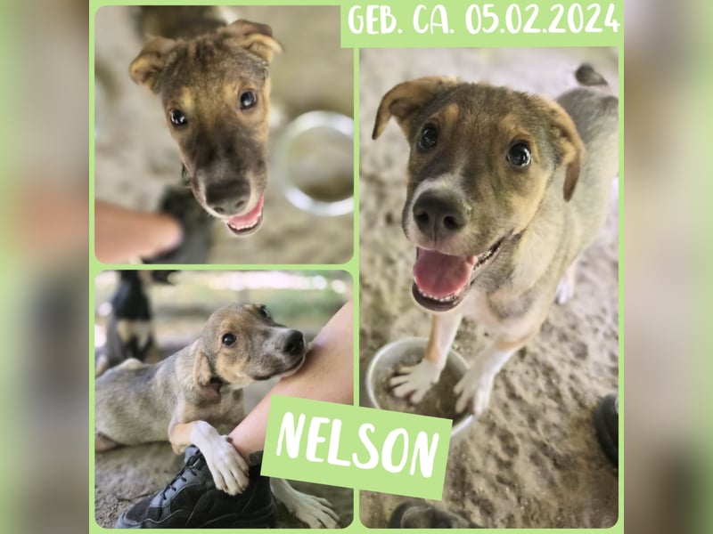 Nelson, 1 jähriger Junghund, ca. mittelgroß, freundlich, sozial, neugierig, etwas schüchtern