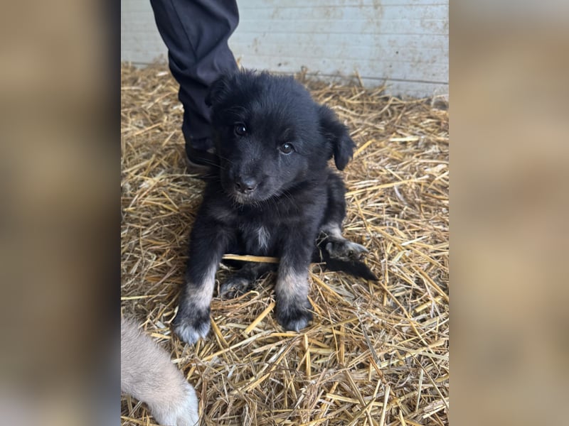 Boomer, aktuell 5 Monate alter Bub, Endgröße noch unbekannt.