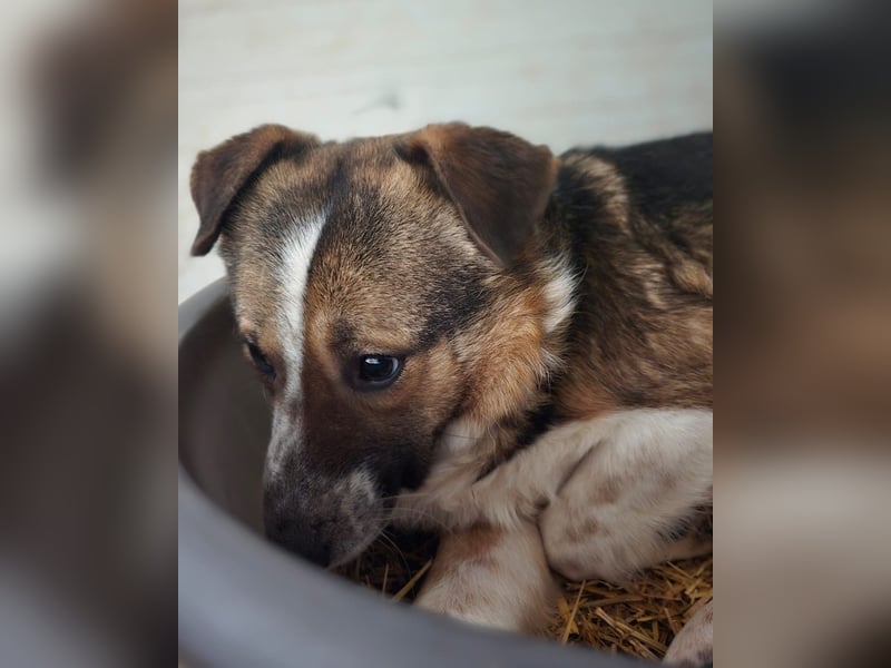 Steffen, Rüde, 4 Jahre , mittelgroß , ängstlich, fängt langsam an zu vertrauen, sozial, freundlich
