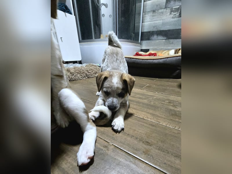 Jake, Rüde, aktuell 5 Monate, Größe noch nicht bekannt