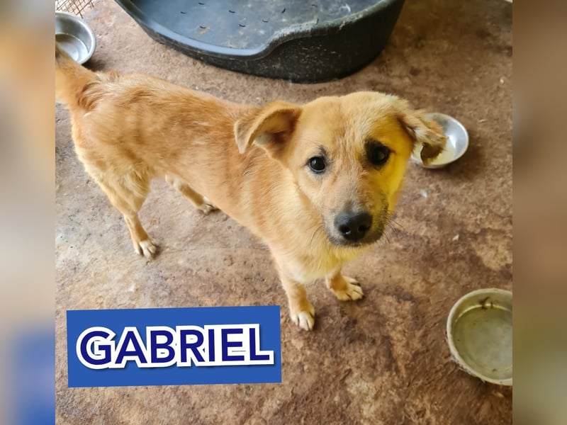Gabriel, Bub, fast 3 Jahre, Kniehoch, offen, verspielt, menschenbezogen, sozial