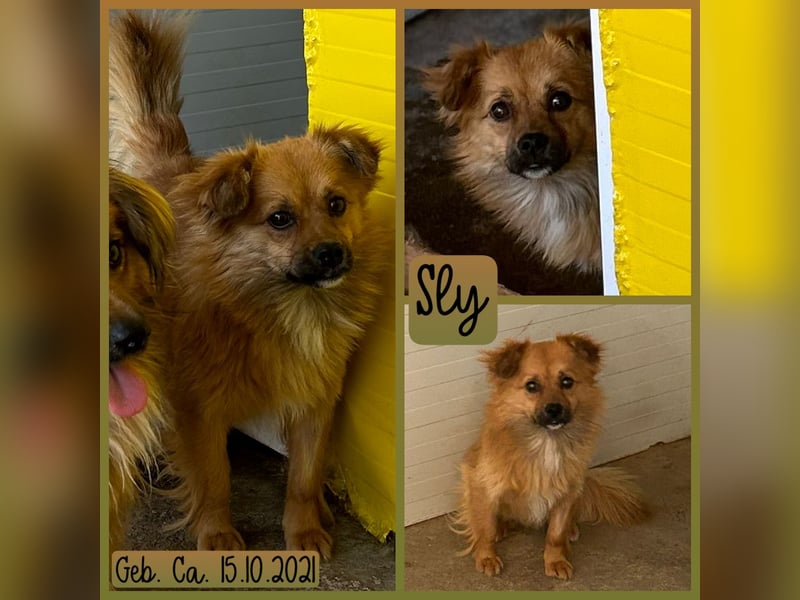 Sly, 3 ½ jähriger Bub, klein, schüchtern, sozial, interessiert