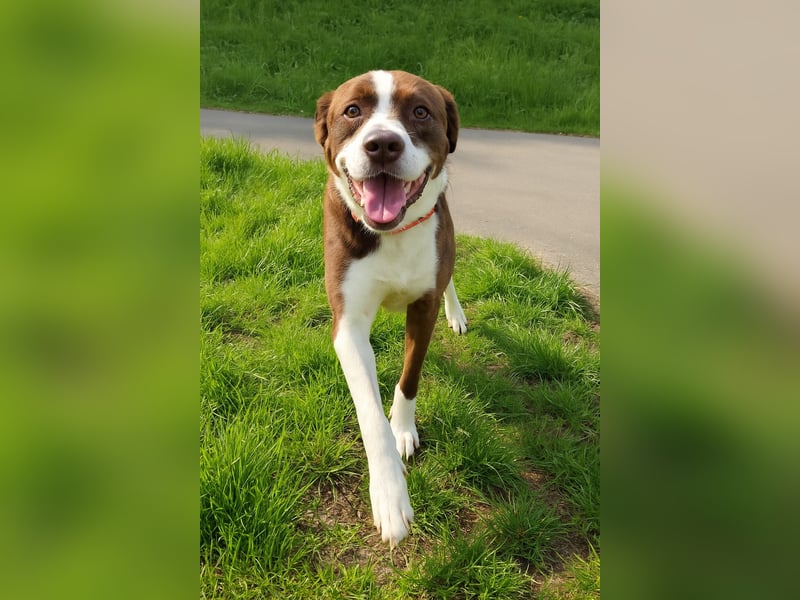 Cayo, 5 Jahre, sucht passenden Deckel