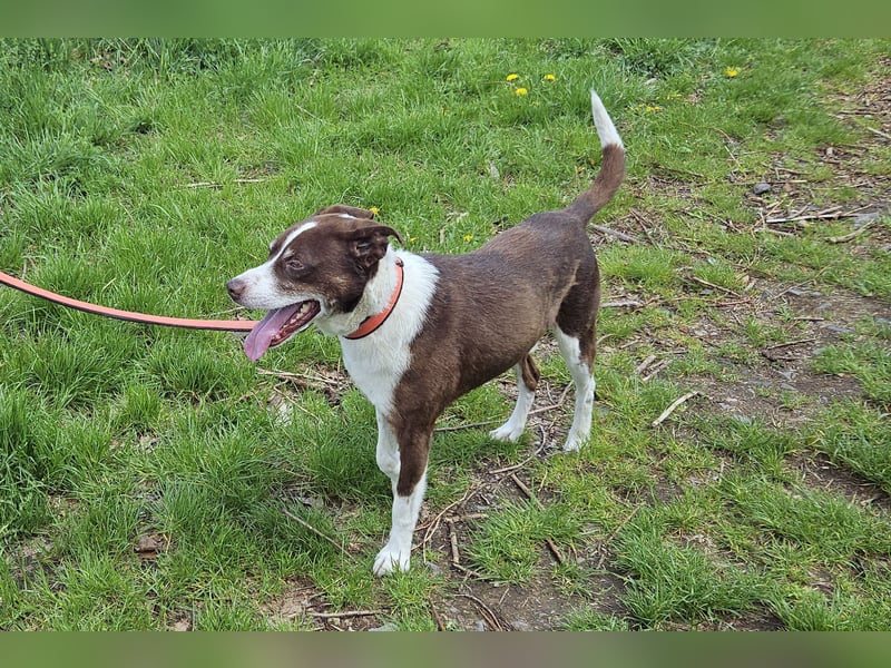 Cayo, 5 Jahre, sucht passenden Deckel
