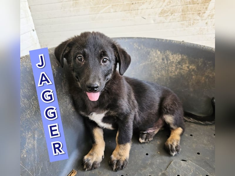 Jagger, Lausbube, bald 1 Jahr, klein/ mittelgroß, offen, zugänglich, verschmust, verspielt
