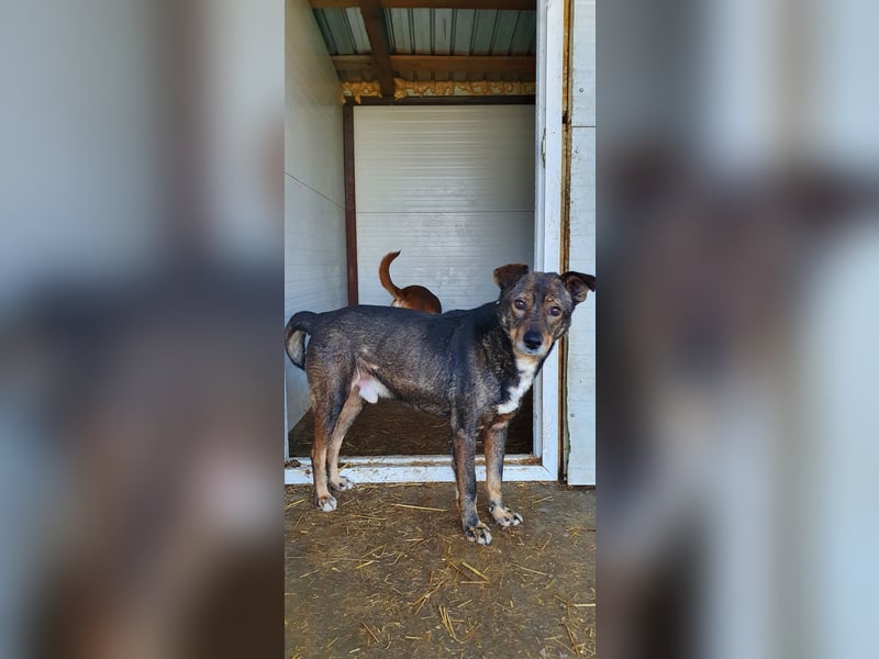 Scar, ca 6 Jahre alter Bub,  mittelgroß – groß, freundlich, zurückhaltend, sozial