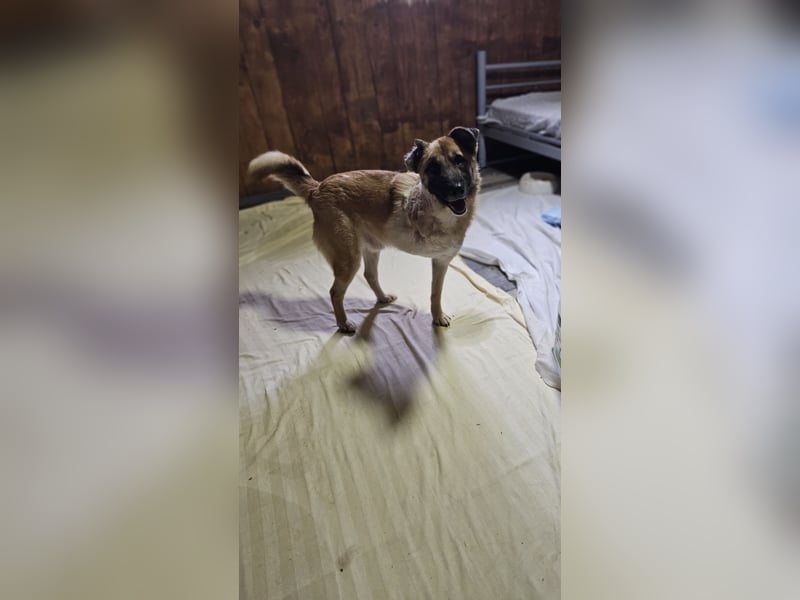 Jazz,  2 Jahre,  fröhlich, sozial, anfänglich zurückhaltend, Handicap 3 Beinchen