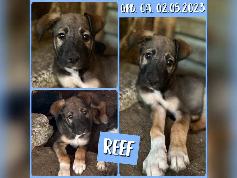 Reef, 1J+10 M alter Bub, ca. mittelgroß, freundlich, verspielt, neugierig, sozial