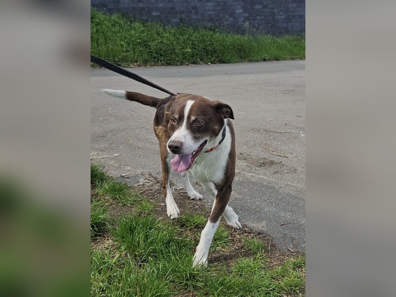 Cayo, 5 Jahre, sucht passenden Deckel