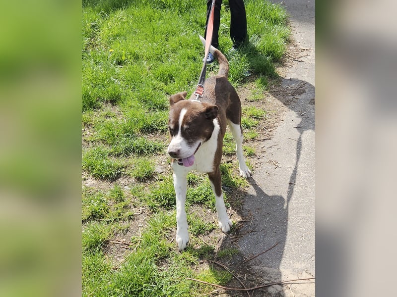 Cayo, 5 Jahre, sucht passenden Deckel
