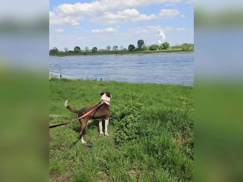Cayo, 5 Jahre, sucht passenden Deckel
