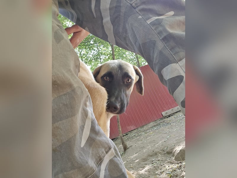 Inuki, toller Junghund von 1 Jahr, kniehoch, freundlich, aufgeschlossen, verspielt, sozial