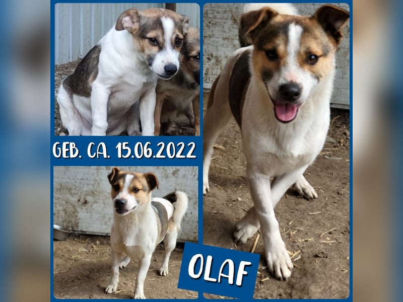 Olaf, kleiner Junghund, ca, 2 ¾ Jahre, schüchtern, vorsichtig, neugierig, sozial