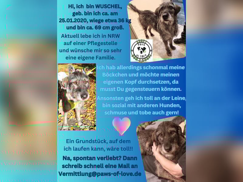 Wuschel , ein großer Schmuser mit  Größe, lebt schon in Deutschland auf einer Pflegestelle