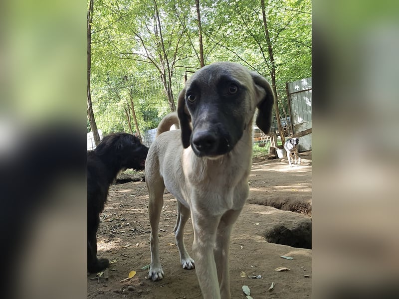 Inuki, toller Junghund von 1 Jahr, kniehoch, freundlich, aufgeschlossen, verspielt, sozial
