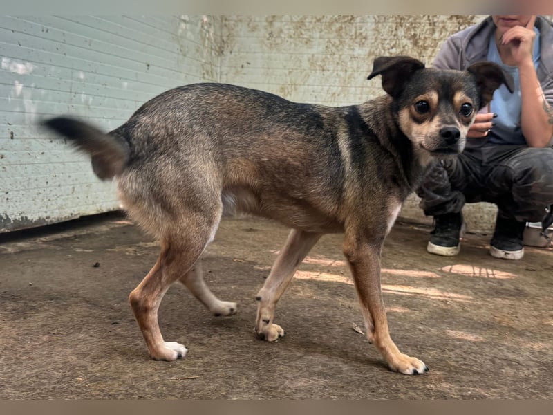 Toffy, kleiner 2 1/2 Jähriger Bub, , freundlich, aufgeweckt, lieb)