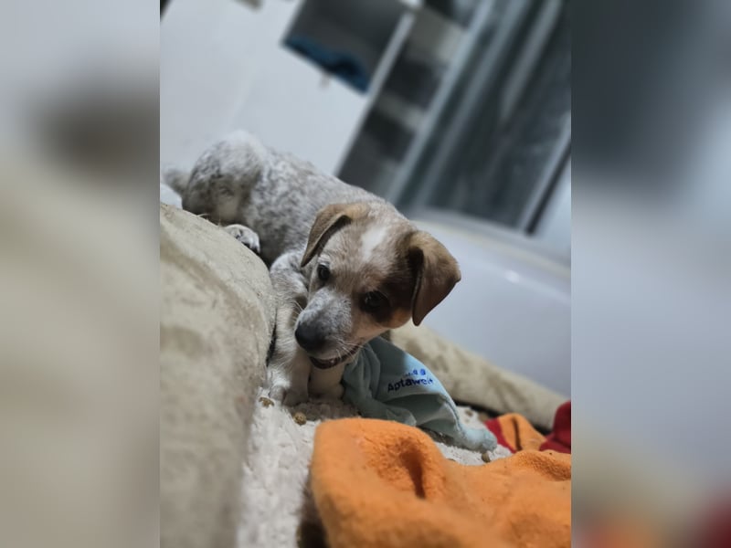 Jake, Rüde, aktuell 5 Monate, Größe noch nicht bekannt