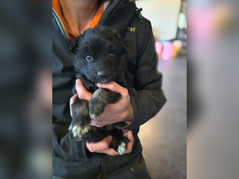 Boomer, aktuell 5 Monate alter Bub, Endgröße noch unbekannt.