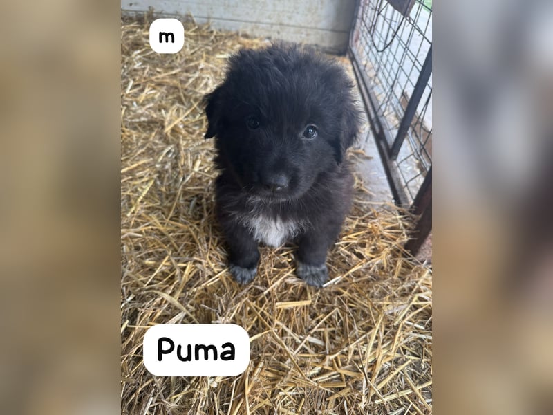 Puma, 5-monatiger Wuschelbub, schwarz mit weißer Brust, sucht ein Zuhause