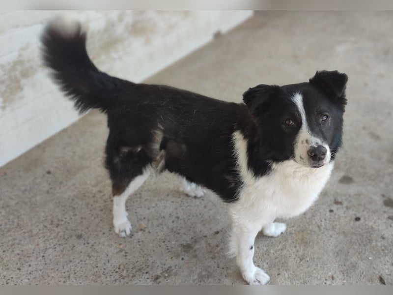 Zoro, 5 jähriger,  kleiner Rüde, , lieb, verspielt, und selbstbewusst