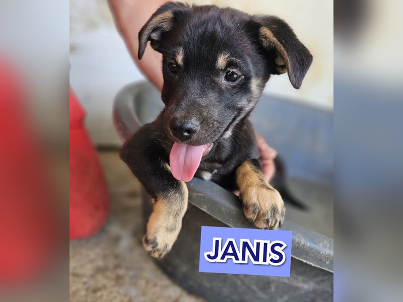 Janis, inzwischen einjähriger Bub, wahrscheinlich klein bis mittelgroß, offen, zugänglich,verschmust