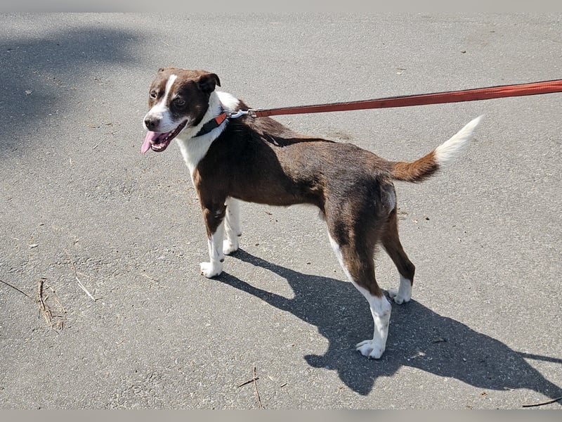 Cayo, 5 Jahre, sucht passenden Deckel