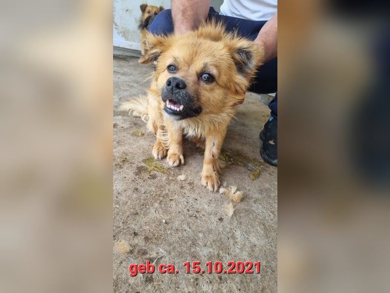 Sly, 3 ½ jähriger Bub, klein, schüchtern, sozial, interessiert