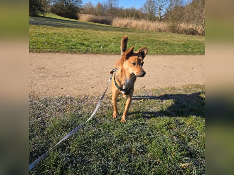 Cash, 2jähriger Hundebub, kastriert,40cm, 11,5kg, lernbegierig, unsicher, möchte gefallen