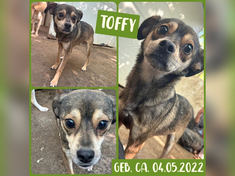 Toffy, kleiner 2 1/2 Jähriger Bub, , freundlich, aufgeweckt, lieb)
