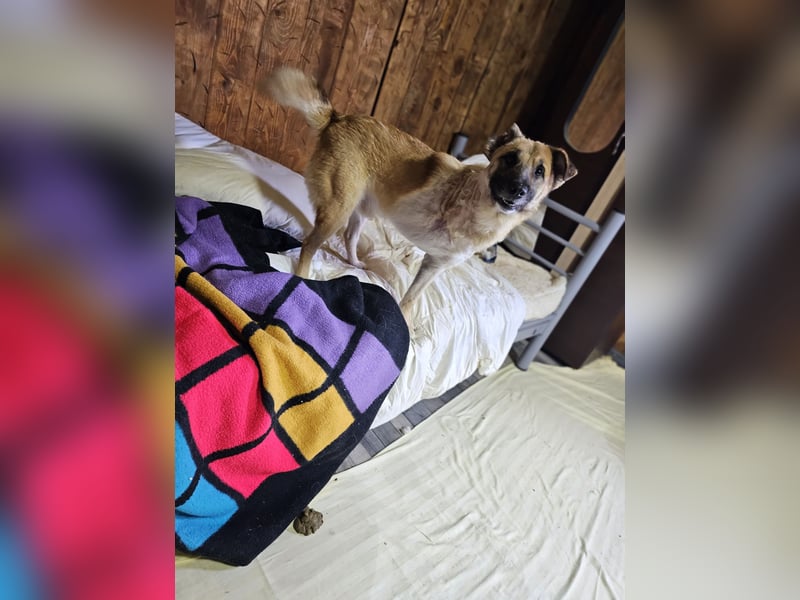 Jazz,  2 Jahre,  fröhlich, sozial, anfänglich zurückhaltend, Handicap 3 Beinchen