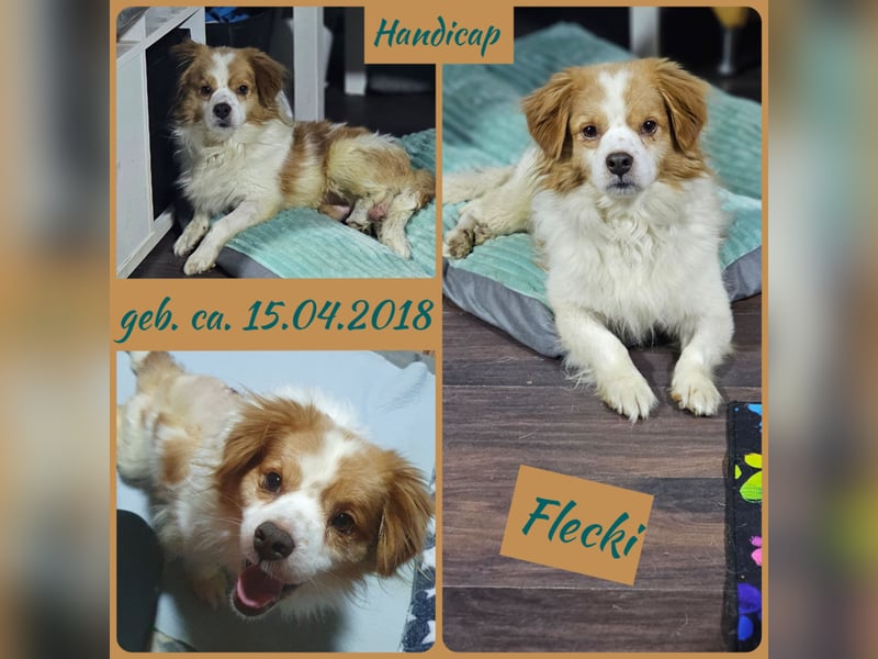 Flecki, kleiner Rüde, fast 7 Jahre,  trotz Handicap lustig, weiß genau was er will und mag, aufgewec