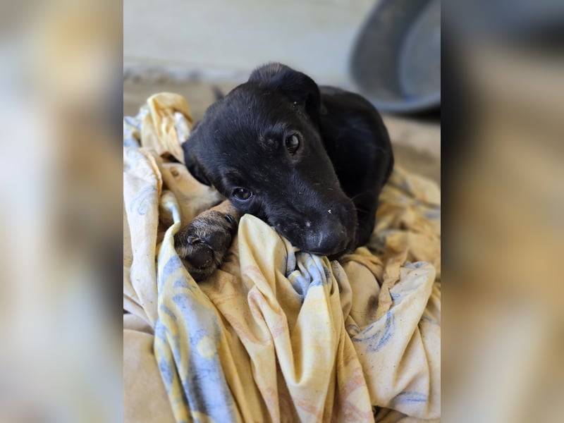 Jagger, Lausbube, bald 1 Jahr, klein/ mittelgroß, offen, zugänglich, verschmust, verspielt