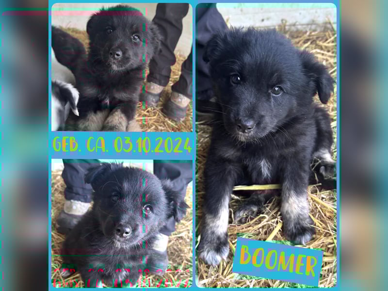Boomer, aktuell 5 Monate alter Bub, Endgröße noch unbekannt.