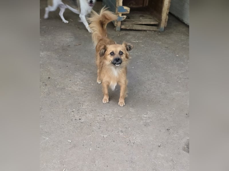 Sly, 3 ½ jähriger Bub, klein, schüchtern, sozial, interessiert